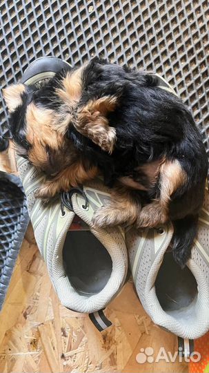 Йоркширский мини