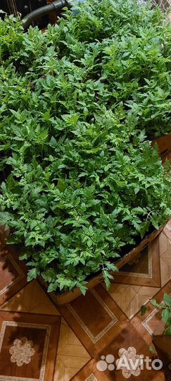 Рассада помидор