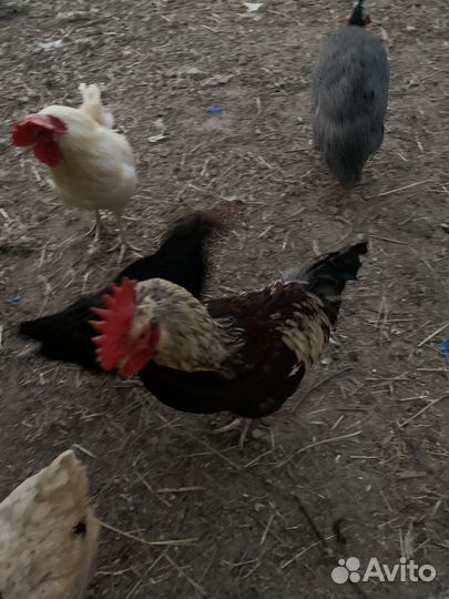 Петухи молодые активные