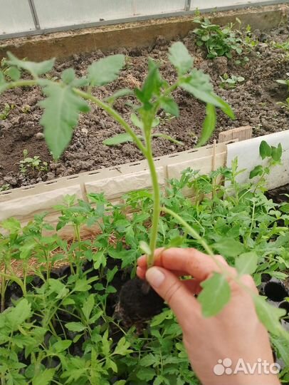 Продам рассаду помидор