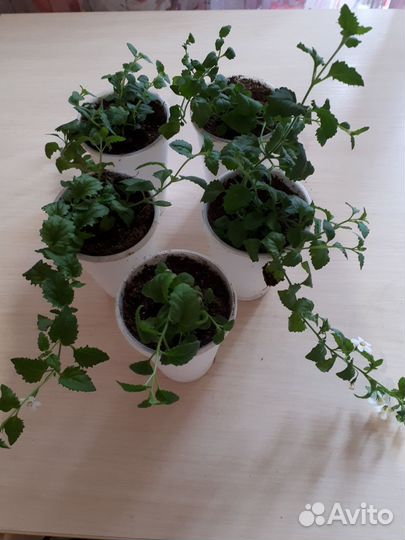 Бакопа белая