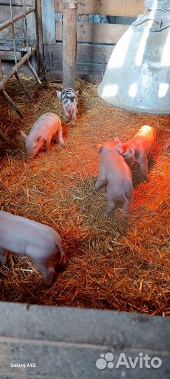 Поросята