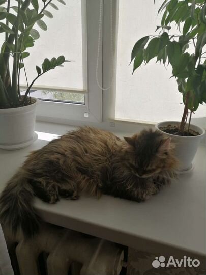 Кошка бесплатно