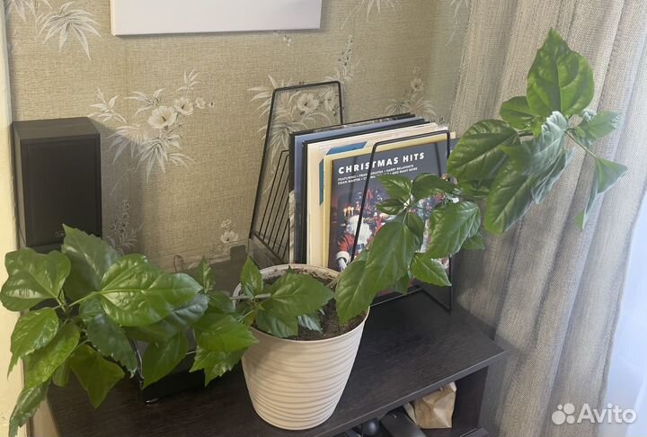 Гибискус китайская роза