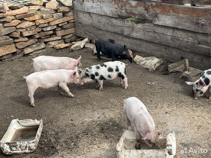 Поросята