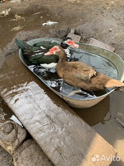 Мускусные утки