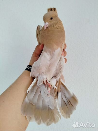 Голубь бойный