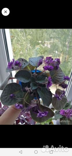 Детки сортовых фиалок