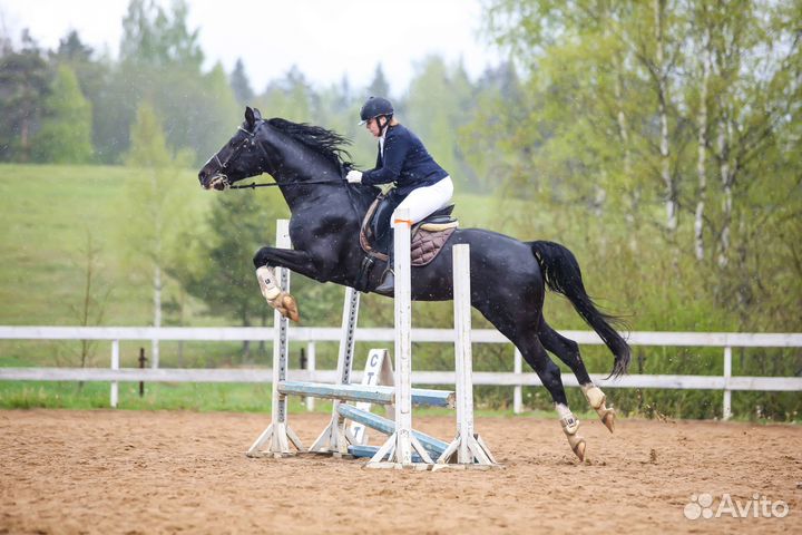 Случка с жеребцом тракененской породы. СПб