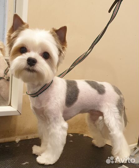 Грумер в салоне стрижка собак