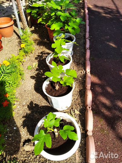 Инжир комнатный