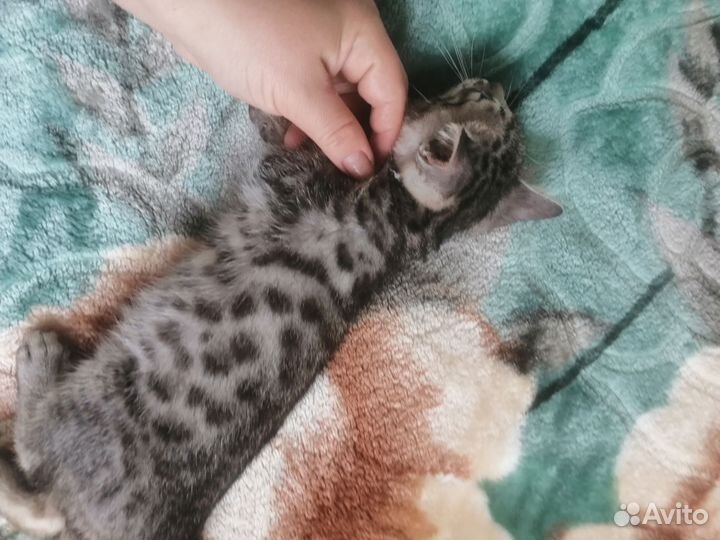 Котенок