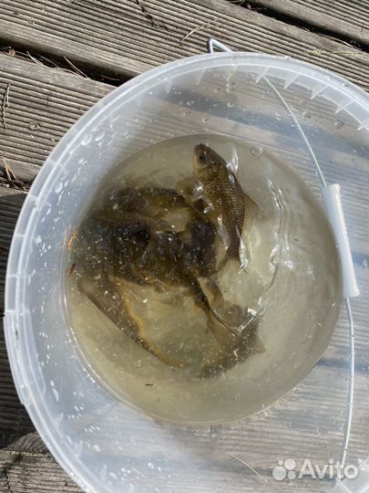 Малек карася