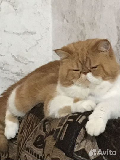 Котята Экзотики