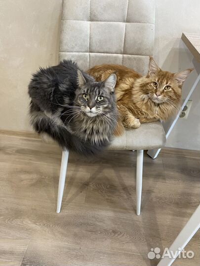 Кошка мейкун