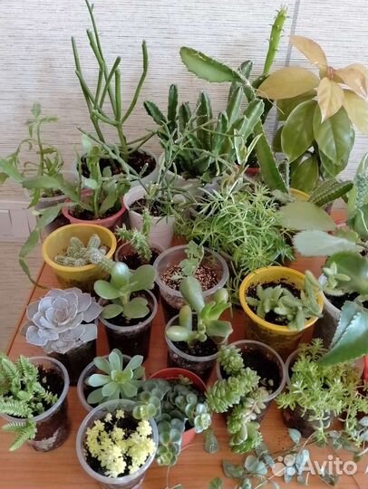 Суккуленты