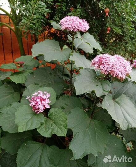 Клеродендрум Бунге растение для дома сада саженцы