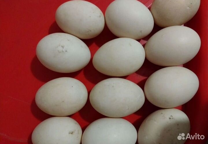 Яйцо индоутки