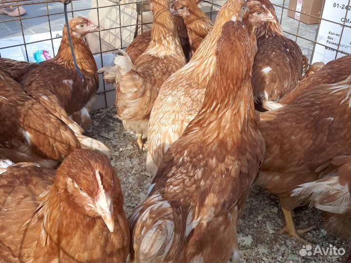 Куры молодки Ломан Браун.Леггорны,Коралы