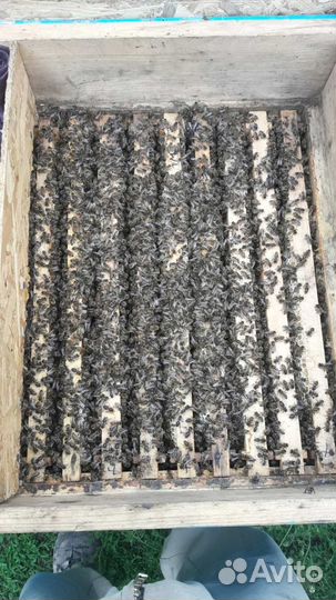 Пчелопакеты