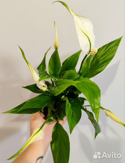 Спатифиллум