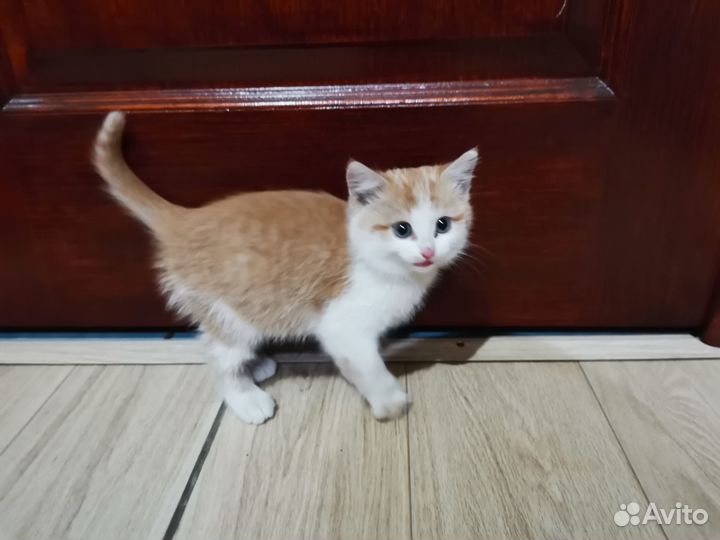 Котята отдам даром