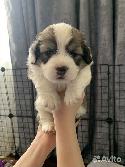 Щенки корги