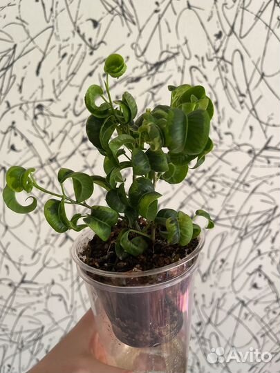 Фикус вортекс