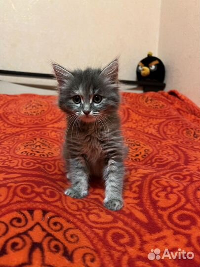 Кошка, кот