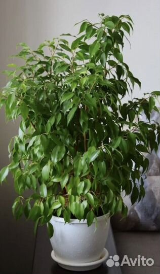 Фикус бенджамина