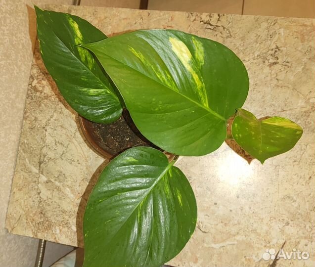 Эпипремнум золотистый с огромными листьями