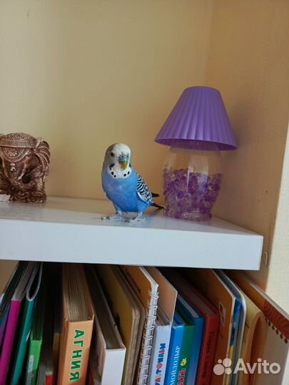 Волнистый попугай с клеткой