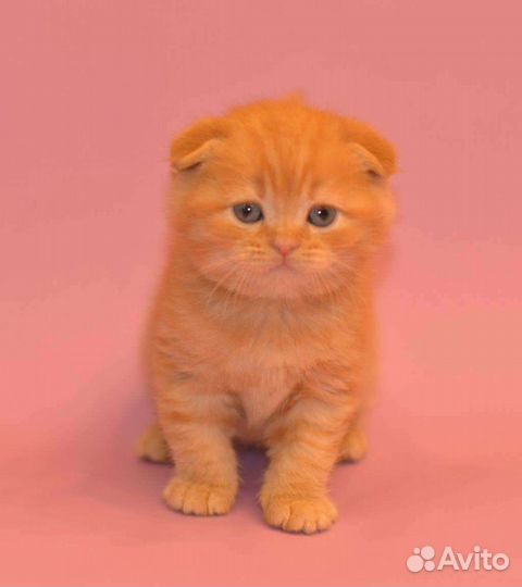 Шотландские котята