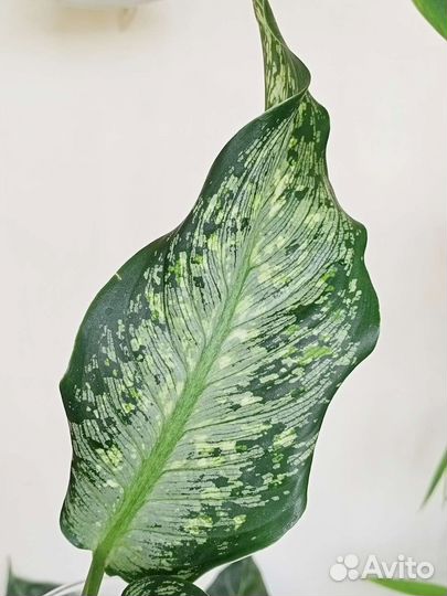 Dieffenbachia maculata Tiki