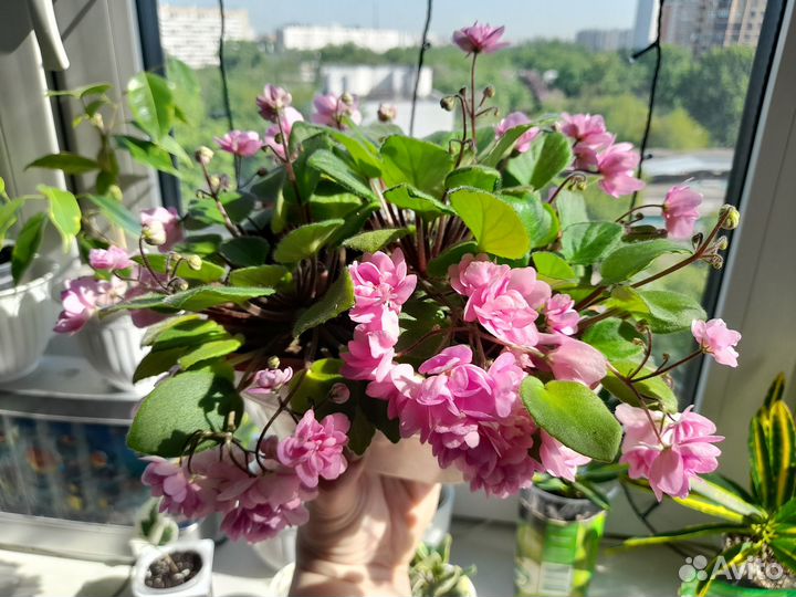 Фиалка dresden doll