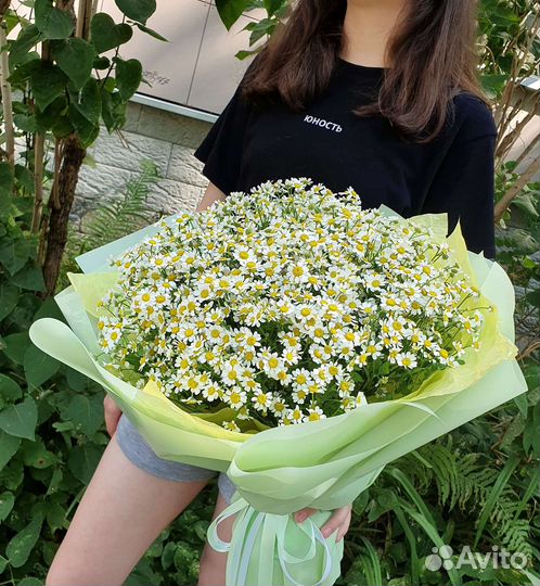 Цветы ромашки