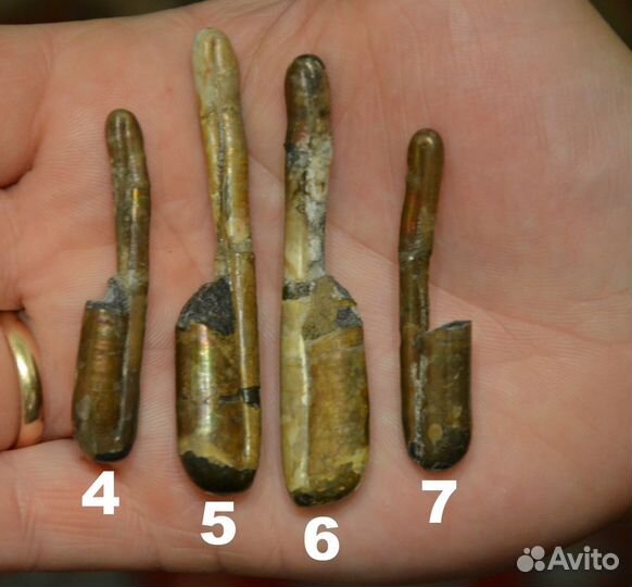 Гетероморфные аммониты, разные виды, окаменелости