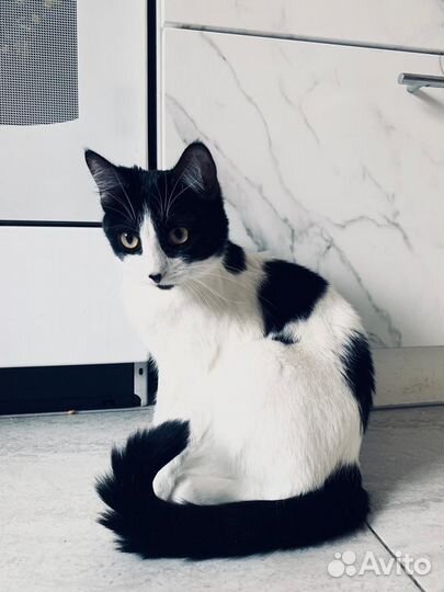 Кошка в дар