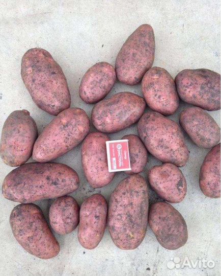 Свежий Картофель с доставкой