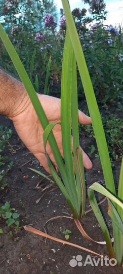 Ирис сибирский