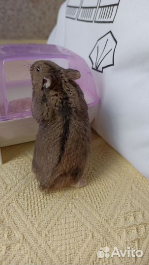 Бронь до 20.05. Джунгарский хомяк. Мальчик