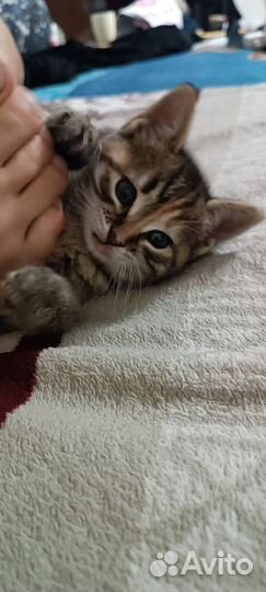 Кошка в дар