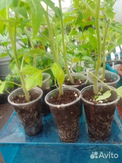 Рассада сладкого перца, помидор, капусты