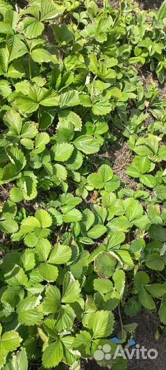 Рассада клубники