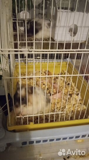 Сирийские хомячки