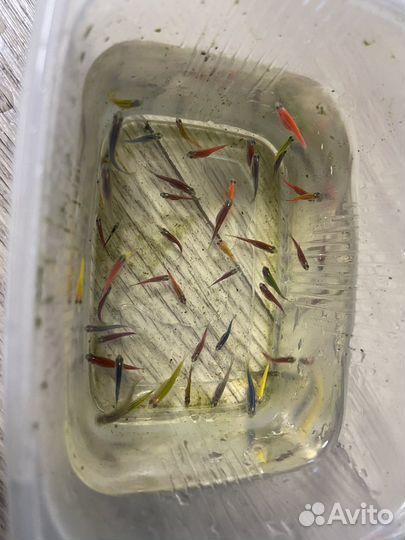 Аквариумные рыбки