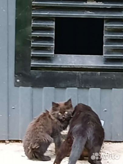 Котята ищут дом или передержку