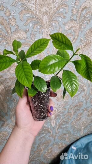 Гардения жасминовидная