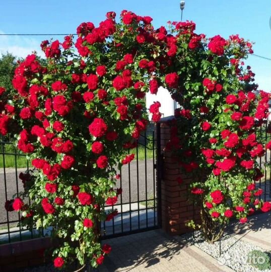 Роза плетистая Амадеус