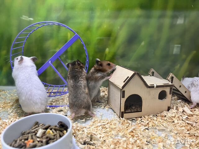 Сирийский хомяк, морская свинка, джунгарский хомяк